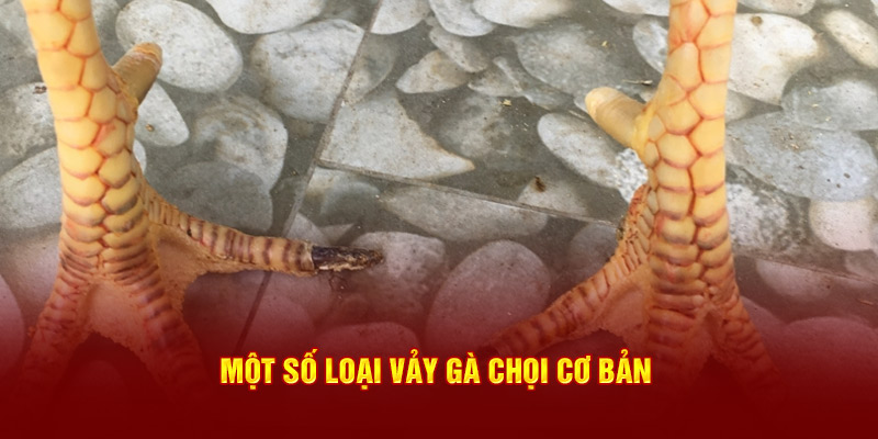 Một số loại vảy gà chọi cơ bản 