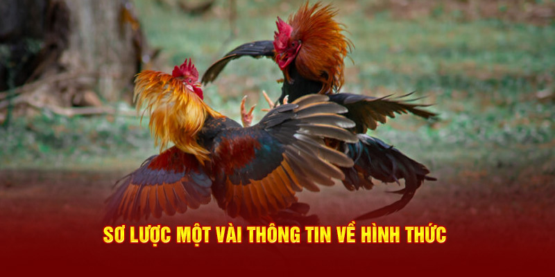 Sơ lược một vài thông tin về hình thức 