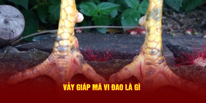 Vảy giáp mã vi đao là gì 