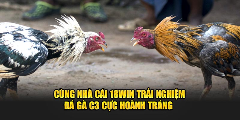 ảnh đại diện đá gà c3