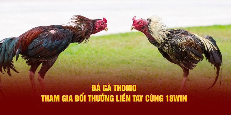 ảnh đại diện đá gà thomo